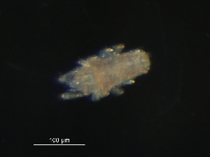  (Triophtydeidae - BIOUG01195-66)  @12 [ ] CreativeCommons - Attribution (2012) Monica Young Centre for Biodiversity Genomics