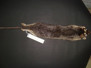  ( - MAMX-005)  @11 [ ] Unspecified (default): All Rights Reserved  Unspecified Unspecified