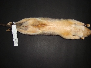  ( - MAMX-005)  @11 [ ] Unspecified (default): All Rights Reserved  Unspecified Unspecified