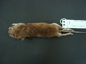  (Peromyscus - MAMX-027)  @14 [ ] Unspecified (default): All Rights Reserved  Unspecified Unspecified