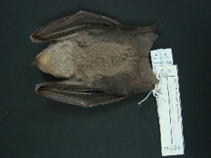 ( - MAMX-196)  @11 [ ] Unspecified (default): All Rights Reserved  Unspecified Unspecified