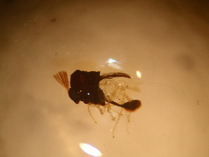  ( - Ant-paras_060)  @11 [ ] CreativeCommons - Attribution (2014) Gabriela Perez-Lachaud ECOSUR