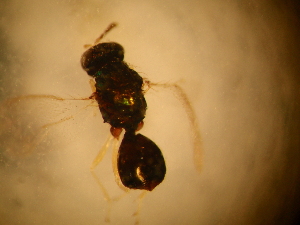  (Horismenus microdonophagus - Ant-paras_068)  @11 [ ] CreativeCommons - Attribution (2014) Gabriela Perez-Lachaud ECOSUR