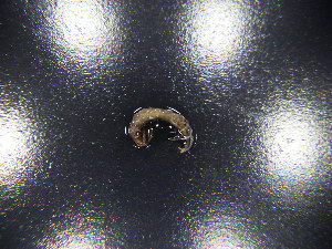  ( - JB_W_0281)  @11 [ ] CreativeCommons Attribution NonCommercial ShareAlike (2021) (2021) University of Lodz University of Lodz