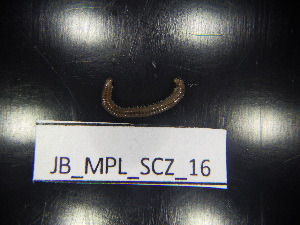  ( - JB_MPL_SCZ_16)  @11 [ ] CreativeCommons - Attribution Non-Commercial Share-Alike (2025) Unspecified University of Lodz, Department of Invertebrate Zoology and Hydrobiology