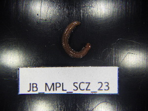  ( - JB_MPL_SCZ_23)  @11 [ ] CreativeCommons - Attribution Non-Commercial Share-Alike (2025) Unspecified University of Lodz, Department of Invertebrate Zoology and Hydrobiology