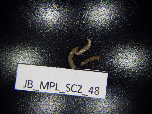 (Blaniulus - JB_MPL_SCZ_48)  @11 [ ] CreativeCommons - Attribution Non-Commercial Share-Alike (2025) Unspecified University of Lodz, Department of Invertebrate Zoology and Hydrobiology