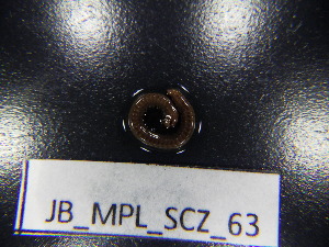  ( - JB_MPL_SCZ_63)  @11 [ ] CreativeCommons - Attribution Non-Commercial Share-Alike (2025) Unspecified University of Lodz, Department of Invertebrate Zoology and Hydrobiology