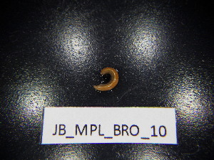  ( - JB_MPL_BRO_10)  @11 [ ] CreativeCommons - Attribution Non-Commercial Share-Alike (2025) Unspecified University of Lodz, Department of Invertebrate Zoology and Hydrobiology