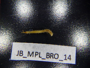  ( - JB_MPL_BRO_14)  @11 [ ] CreativeCommons - Attribution Non-Commercial Share-Alike (2025) Unspecified University of Lodz, Department of Invertebrate Zoology and Hydrobiology