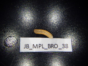  ( - JB_MPL_BRO_38)  @11 [ ] CreativeCommons - Attribution Non-Commercial Share-Alike (2025) Unspecified University of Lodz, Department of Invertebrate Zoology and Hydrobiology