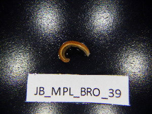  ( - JB_MPL_BRO_39)  @11 [ ] CreativeCommons - Attribution Non-Commercial Share-Alike (2025) Unspecified University of Lodz, Department of Invertebrate Zoology and Hydrobiology