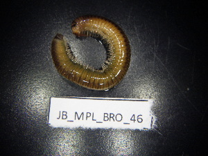  ( - JB_MPL_BRO_46)  @11 [ ] CreativeCommons - Attribution Non-Commercial Share-Alike (2025) Unspecified University of Lodz, Department of Invertebrate Zoology and Hydrobiology