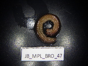  ( - JB_MPL_BRO_47)  @11 [ ] CreativeCommons - Attribution Non-Commercial Share-Alike (2025) Unspecified University of Lodz, Department of Invertebrate Zoology and Hydrobiology