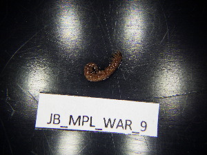  ( - JB_MPL_WAR_9)  @11 [ ] CreativeCommons - Attribution Non-Commercial Share-Alike (2025) Unspecified University of Lodz, Department of Invertebrate Zoology and Hydrobiology