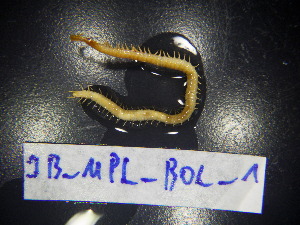  ( - JB_MPL_BOL)  @11 [ ] CreativeCommons - Attribution Non-Commercial Share-Alike (2025) Unspecified University of Lodz, Department of Invertebrate Zoology and Hydrobiology