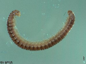  ( - ZMBN-ENT-C-18830)  @11 [ ] CreativeCommons - Attribution Non-Commercial Share-Alike (2018) University of Bergen Natural History Collections