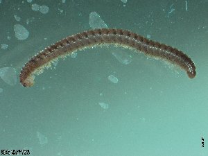  ( - ZMBN-ENT-C-19372)  @11 [ ] CreativeCommons - Attribution Non-Commercial Share-Alike (2018) University of Bergen Natural History Collections