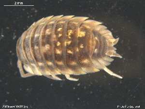  ( - ZMBN-ENT-19376)  @11 [ ] CreativeCommons - Attribution Non-Commercial Share-Alike (2018) Per Djursvoll University of Bergen, Natural History Collections