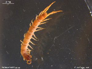  ( - ZMBN-ENT-19379)  @11 [ ] CreativeCommons - Attribution Non-Commercial Share-Alike (2018) Per Djursvoll University of Bergen, Natural History Collections