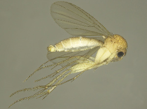  (Zygomyia acrotricha - MECN-EN-DIP-4858)  @11 [ ] CC BY-NC-SA (2022) O. Kurina Unspecified