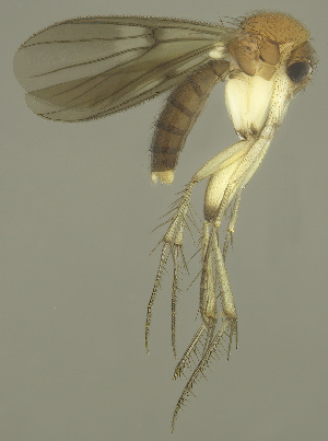  (Zygomyia bicolor - MECN-EN-DIP-4873)  @11 [ ] CC BY-NC-SA (2022) O. Kurina Unspecified