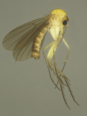  (Zygomyia comata - MECN-EN-DIP-4859)  @11 [ ] CC BY-NC-SA (2022) O. Kurina Unspecified