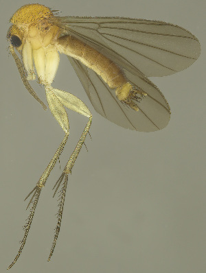  (Zygomyia diversiseta - MECN-EN-DIP-4860)  @11 [ ] CC BY-NC-SA (2022) O. Kurina Unspecified