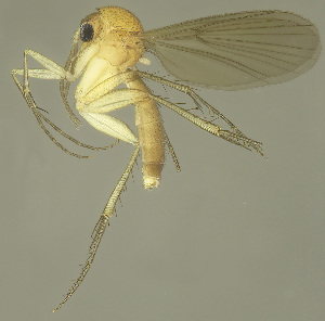  (Zygomyia geniculata - MECN-EN-DIP-4862)  @11 [ ] CC BY-NC-SA (2022) O. Kurina Unspecified