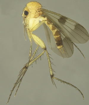  (Zygomyia longistyla - MECN-EN-DIP-4863)  @11 [ ] CC BY-NC-SA (2022) O. Kurina Unspecified