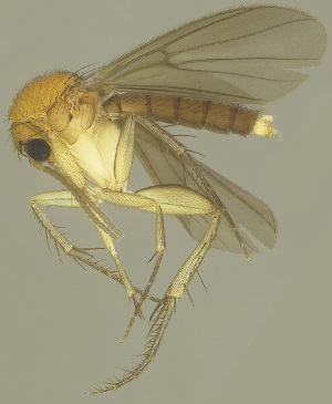  (Zygomyia napoensis - MECN-EN-DIP-4864)  @11 [ ] CC BY-NC-SA (2022) O. Kurina Unspecified
