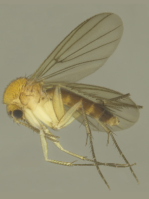  (Zygomyia paniculata - MECN-EN-DIP-4865)  @11 [ ] CC BY-NC-SA (2022) O. Kurina Unspecified