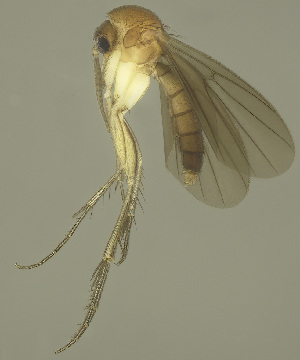  (Zygomyia pectinella - MECN-EN-DIP-4866)  @11 [ ] CC BY-NC-SA (2022) O. Kurina Unspecified