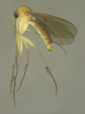  (Zygomyia spinosa - MECN-EN-DIP-4867)  @11 [ ] CC BY-NC-SA (2022) O. Kurina Unspecified
