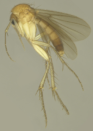  (Zygomyia trilobata - MECN-EN-DIP-4869)  @11 [ ] CC BY-NC-SA (2022) O. Kurina Unspecified