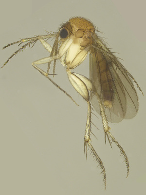  (Zygomyia triseta - MECN-EN-DIP-4870)  @11 [ ] CC BY-NC-SA (2022) O. Kurina Unspecified