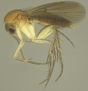  (Zygomyia uniordata - MECN-EN-DIP-4871)  @11 [ ] CC BY-NC-SA (2022) O. Kurina Unspecified
