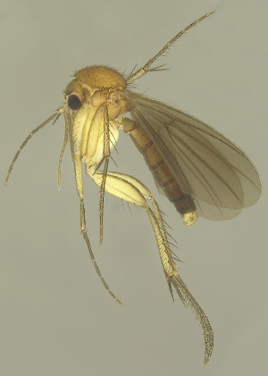  (Zygomyia ximoi - MECN-EN-DIP-4872)  @11 [ ] CC BY-NC-SA (2022) O. Kurina Unspecified