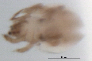  ( - 09PROBE-01395)  @12 [ ] CreativeCommons - Attribution (2009) CBG Photography Group Centre for Biodiversity Genomics