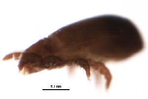  ( - 09PROBE-01426)  @12 [ ] CreativeCommons - Attribution (2009) CBG Photography Group Centre for Biodiversity Genomics