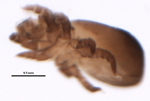  ( - 09PROBE-09250)  @12 [ ] CreativeCommons - Attribution (2009) CBG Photography Group Centre for Biodiversity Genomics