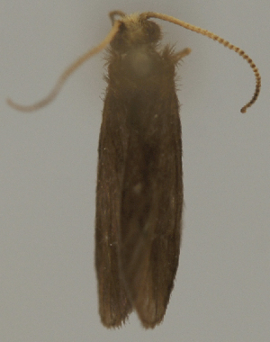 (Wormaldia planae - INB0003705476)  @13 [ ] Copyright (2012) M. Zumbado Instituto Nacional de Biodiversidad