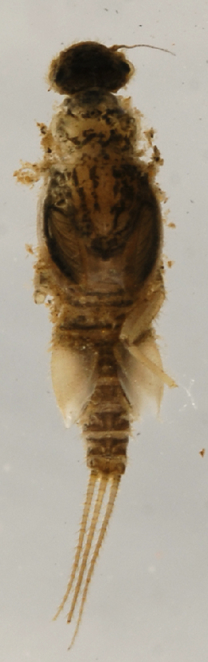  (Tricorythodes SADR06 - INB0004336082)  @13 [ ] Copyright (2012) M. Zumbado Instituto Nacional de Biodiversidad