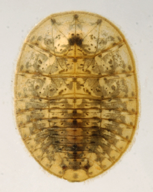  (Psepheninae - INB0004340817)  @14 [ ] Copyright (2012) M. Zumbado Instituto Nacional de Biodiversidad