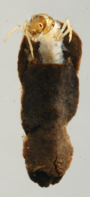  (Phylloicus SADR06 - INB0004343974)  @12 [ ] Copyright (2012) M. Zumbado Instituto Nacional de Biodiversidad