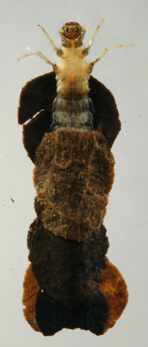  (Phylloicus SADR03 - INB0004343975)  @12 [ ] Copyright (2012) M. Zumbado Instituto Nacional de Biodiversidad