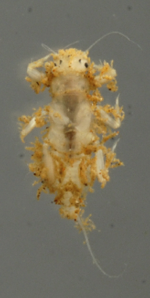  (Tricorythodes SADR04 - INB0004344547)  @12 [ ] Copyright (2012) M. Zumbado Instituto Nacional de Biodiversidad