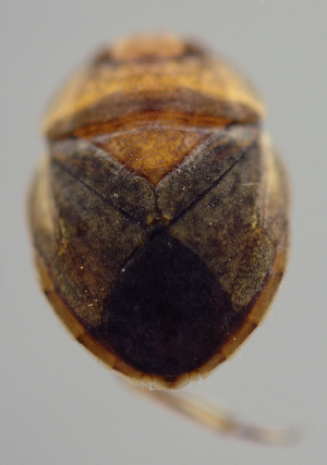  (Limnocorinae - INB0004344969)  @11 [ ] Copyright (2012) M. Zumbado Instituto Nacional de Biodiversidad