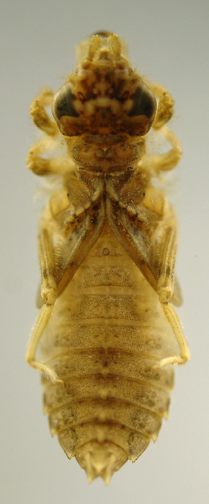  (Erpetogomphus SADR01 - INB0004345080)  @12 [ ] Copyright (2012) M. Zumbado Instituto Nacional de Biodiversidad