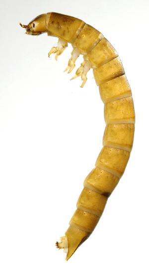  (Ptilodactylidae - INB0004352045)  @14 [ ] Copyright (2013) M. Zumbado Instituto Nacional de Biodiversidad